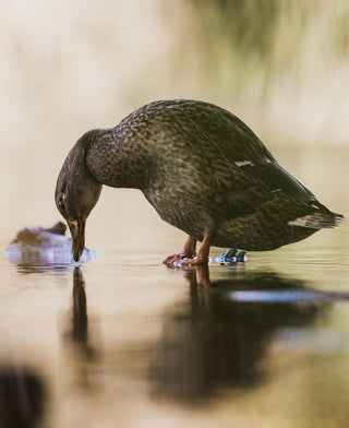 duck