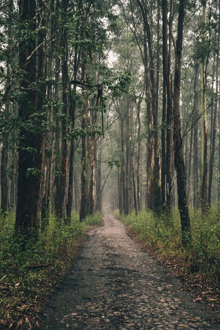 forest path