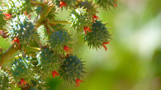 organic castor oil benefits for hair